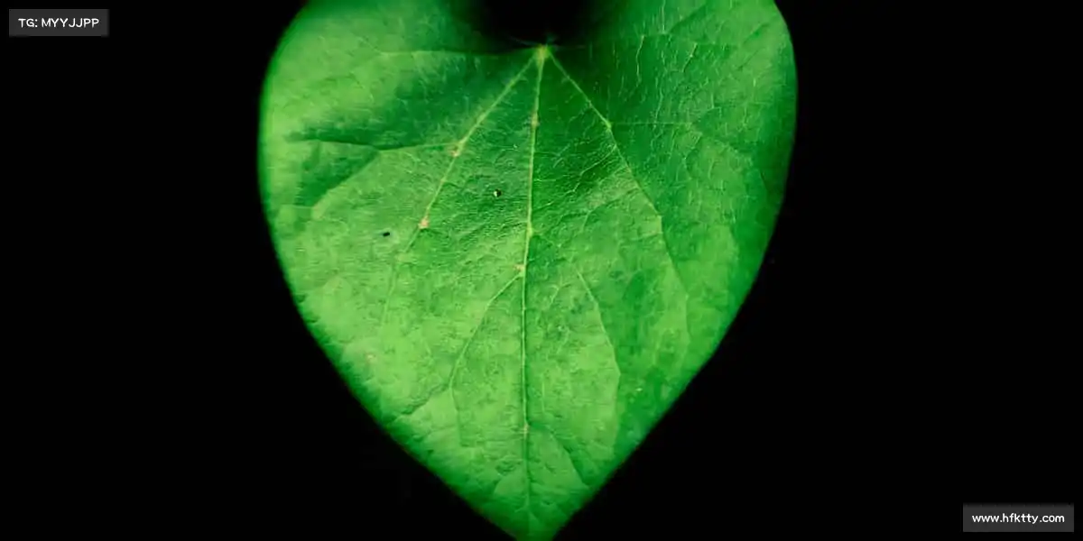 我们的核心竞争力